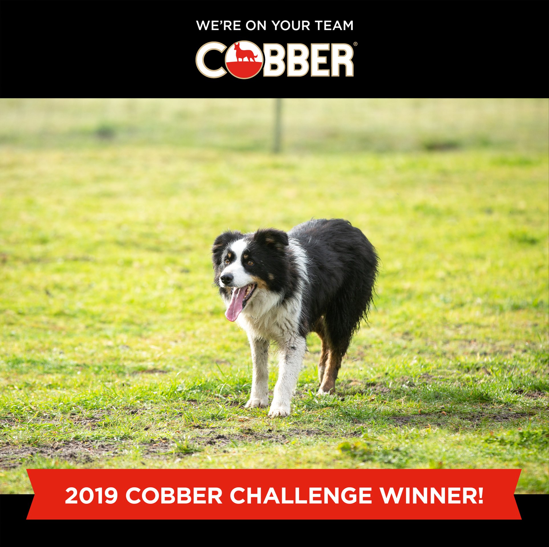 Sires Bauers Working Border Collies